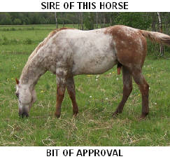 CLICK PICTURE FOR MORE INFORMATION ON THIS STALLION AND HIS OFFSPRING.