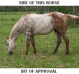 CLICK PICTURE FOR MORE INFORMATION ON THIS STALLION AND HIS OFFSPRING.