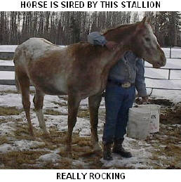 CLICK PICTURE FOR INFORMATION ON THIS STALLION, AND TO SEE THE REST OF HIS OFFSPRING THAT ARE AVAILABLE.