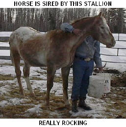 CLICK PICTURE FOR INFORMATION ON THIS STALLION, AND TO SEE THE REST OF HIS OFFSPRING THAT ARE AVAILABLE.