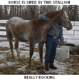CLICK PICTURE FOR INFORMATION ON THIS STALLION, AND TO SEE THE REST OF HIS OFFSPRING THAT ARE AVAILABLE.