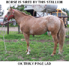 CLICK PICTURE FOR MORE INFORMATION ON THIS STALLION, AND MARES AND FOALS SIRED BY HIM.