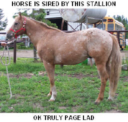 CLICK PICTURE FOR MORE INFORMATION ON THIS STALLION, AND MARES AND FOALS SIRED BY HIM.