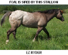 CLICK FOR MORE INFORMATION ON THIS STALLION