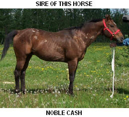 CLICK PICTURE FOR MORE INFORMATION ON THIS STALLION AND TO SEE THE REST OF HIS OFFSPRING.