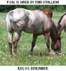 Click for more information on this stallion.