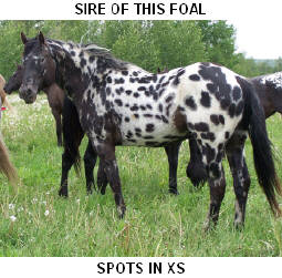 CLICK PICTURE FOR MORE INFORMATION ON THIS STALLION AND HIS OFFSPRING.