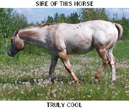 CLICK PICTURE FOR MORE INFORMATION ON THIS STALLION AND HIS OFFSPRING