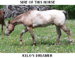 CLICK PICTURE FOR MORE INFORMATION ON THIS HORSE