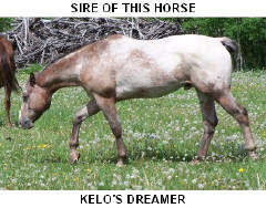 CLICK PICTURE FOR MORE INFORMATION ON THIS HORSE