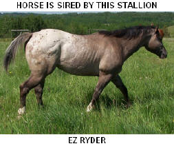 CLICK PICTURE FOR INFORMATION ON THIS STALLION AND TO SEE HIS OFFSPRING