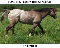 CLICK FOR MORE INFORMATION ON THIS STALLION