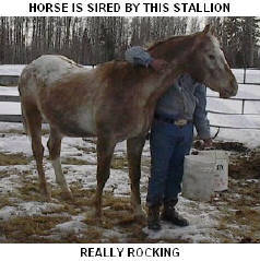 CLICK PICTURE FOR INFORMATION ON THIS STALLION, AND TO SEE THE REST OF HIS OFFSPRING THAT ARE AVAILABLE.