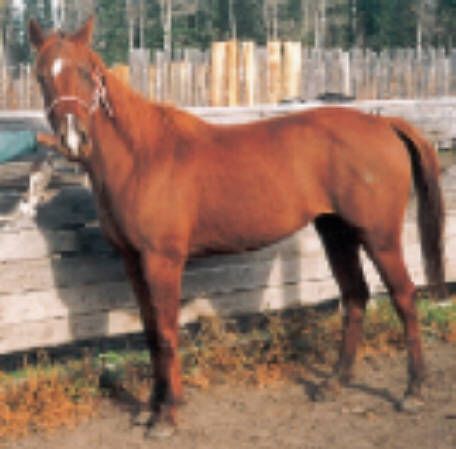 3 Y.O., BY NOBLE CASH, NOT BRED