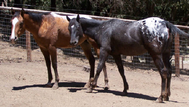 These two darling girls have the same mother!