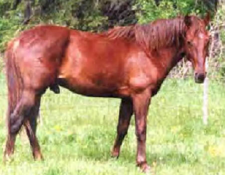 CLICK PICTURE FOR MORE INFORMATION ON THIS STALLION AND HIS OFFSPRING.